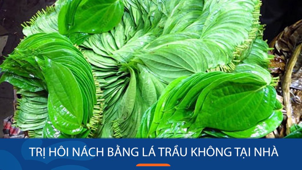 5 Phương pháp trị hôi nách bằng lá trầu không tại nhà