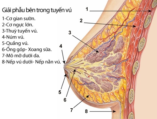 Nâng ngực có cho con bú được không? Ảnh hưởng tới tuyến sữa thế nào