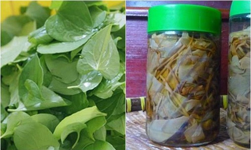 rau diếp cá ngâm rượu trị mụn