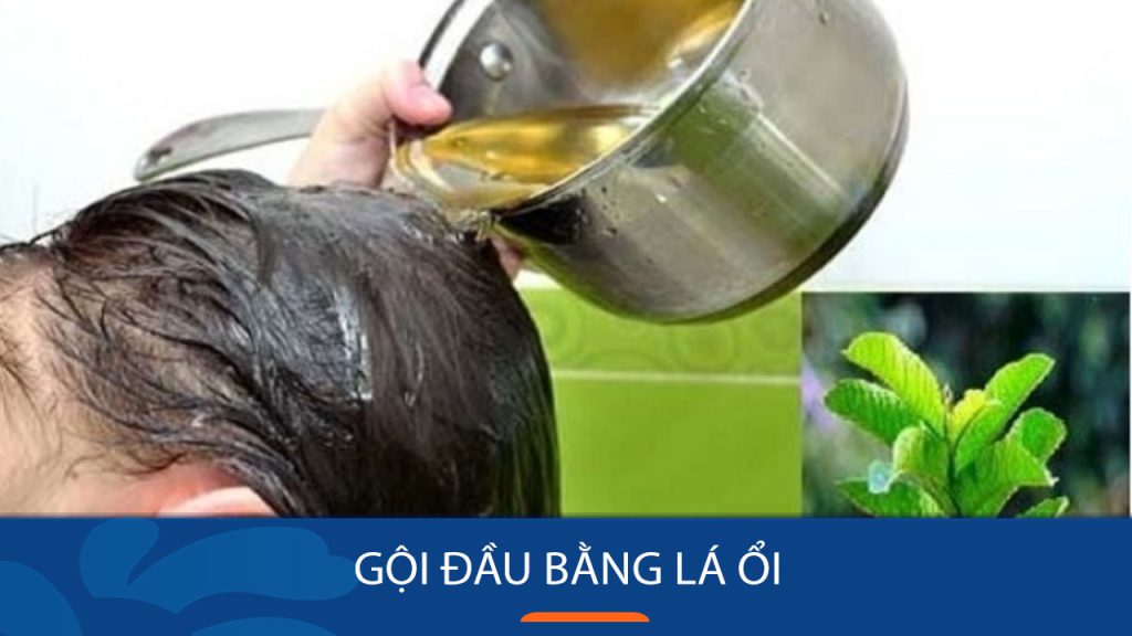 Gội đầu bằng lá ối và những lưu ý khi gội đầu