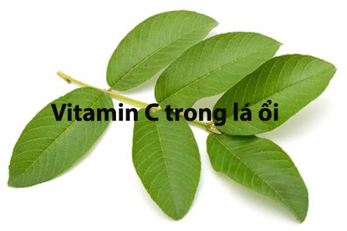 vitamin c trong lá ổi