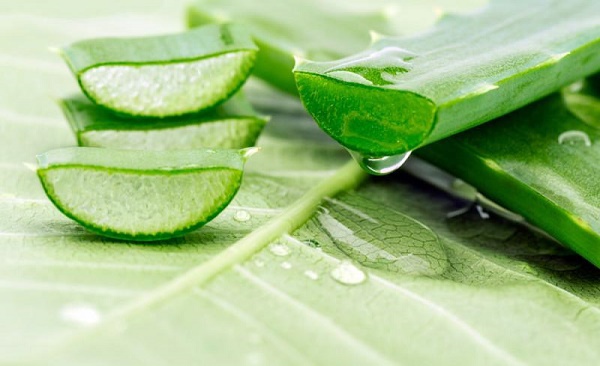 Aloe vera helps whiten skin effectively