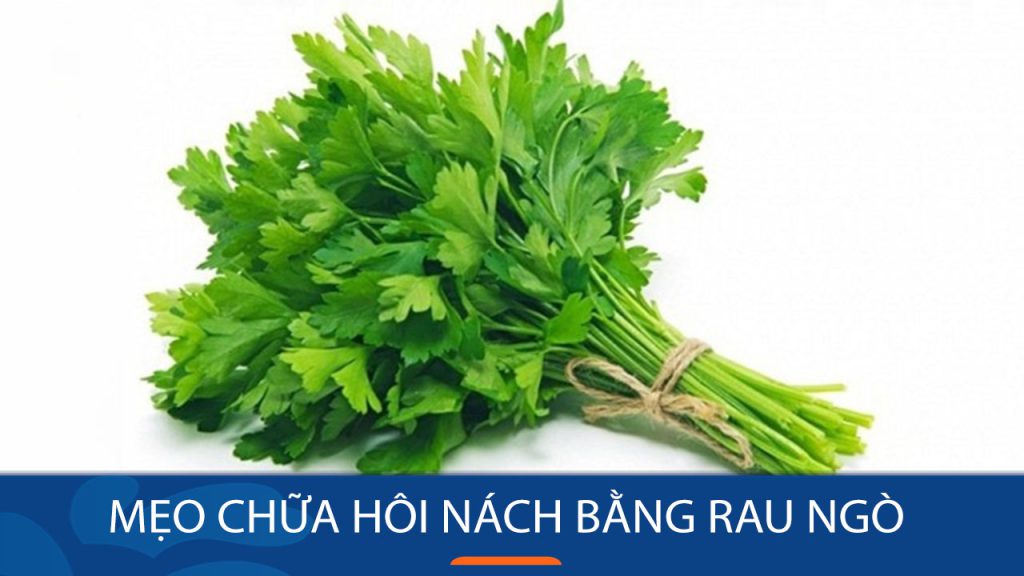 3 Mẹo chữa hôi nách bằng Rau Ngò: Cực đơn giản