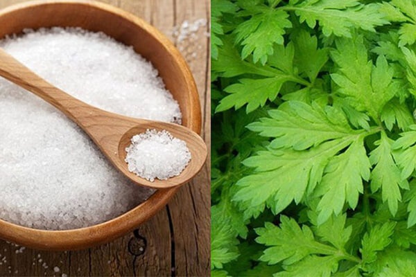 phèn chua lá ngải phèn chua lá ngải