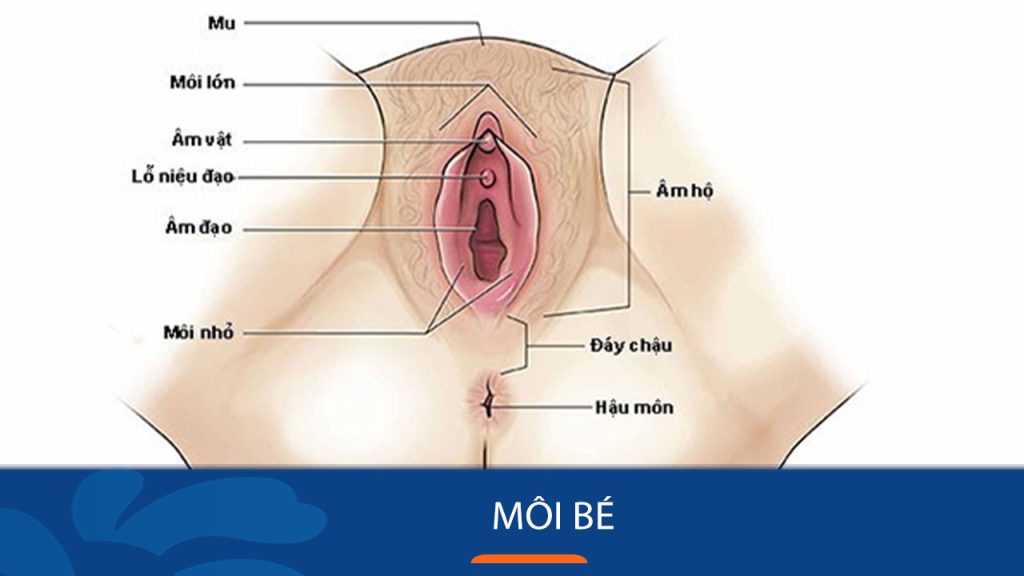 Môi Bé Là Gì? Cấu Tạo, Chức Năng & Giải Pháp Cho Các Vấn Đề Thường Gặp