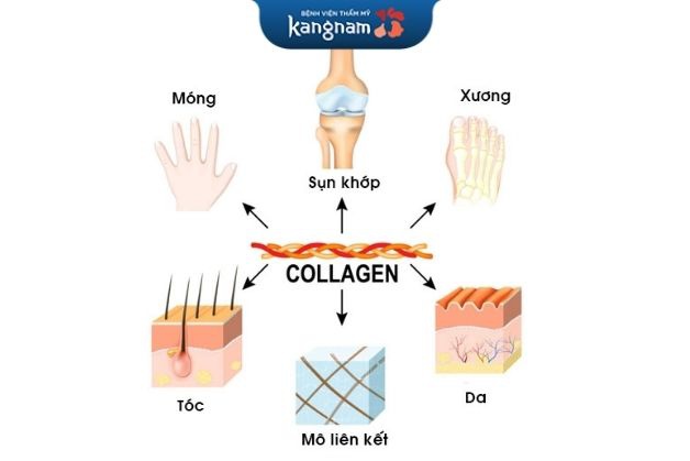 Collagen cực kỳ quan trọng cho cơ thể