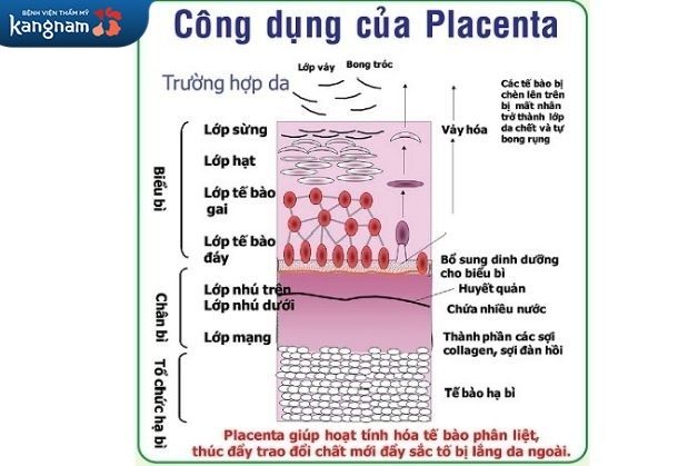 Trẻ hóa da đầu bằng phương pháp Placenta được ưa chuộng