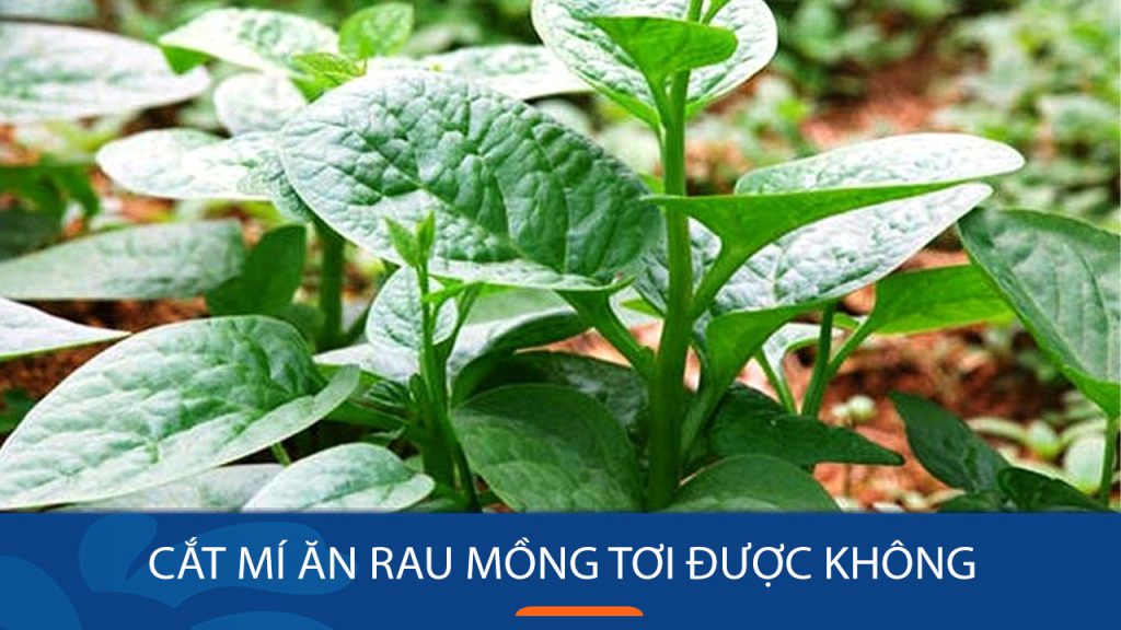 Cắt mí ăn rau mồng tơi có tốt không? Gợi ý những loại rau giúp hồi phục nhanh sau cắt mí