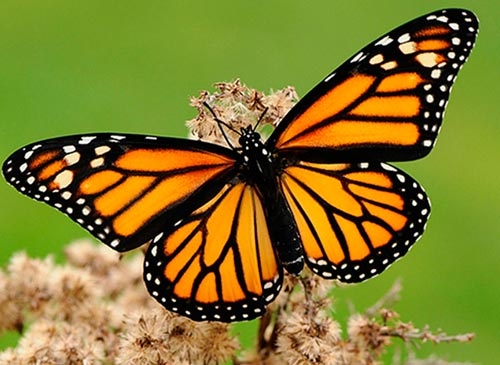 Download free vector con bướm nhiều màu đẹp mới nhất file SVG AI JPG PDF EPS PNG