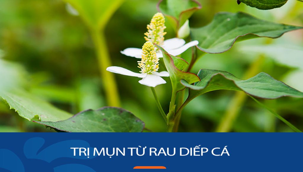 Bí Quyết Trị Mụn Ngại Ngùng Bằng Rau Diếp Cá Chỉ Sau 7 Ngày