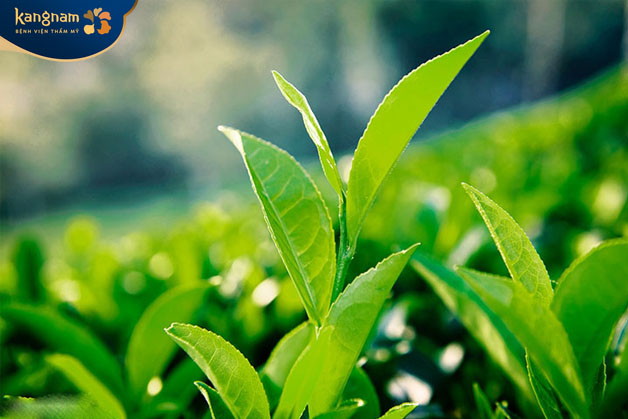 trà xanh có chứa nhiều hoạt chất kháng khuẩn