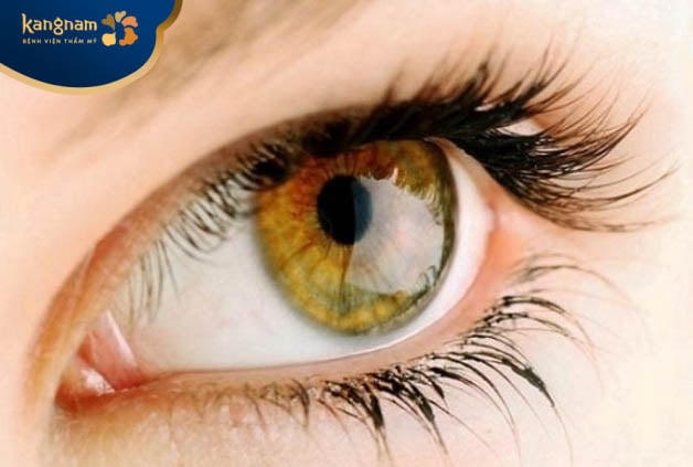 Mắt màu hổ phách chứa nhiều sắc tố pheomelanin