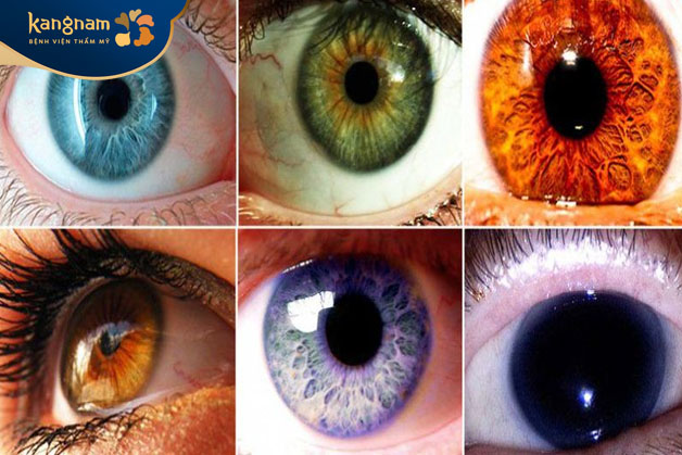 màu sắc của mắt là sự kết hợp giữa lượng melanin có trong mống mắt quyết định
