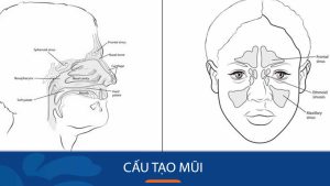 Giải phẫu cấu tạo mũi và chức năng quan trọng của mũi