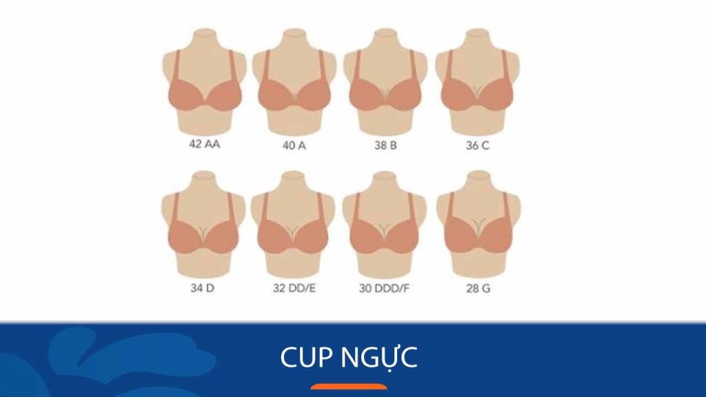 Cup ngực là gì? Bí quyết chọn áo ngực phù hợp cho từng dáng ngực