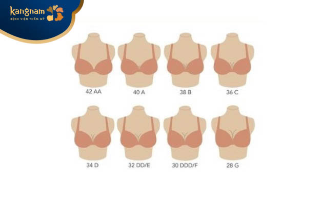 Cup ngực là một thuật ngữ được sử dụng để xác định các  kích cỡ áo ngực của phụ nữ