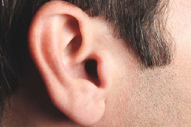 Tướng tai vuông được nhận diện qua đặc điểm là vành tai chắc khỏe