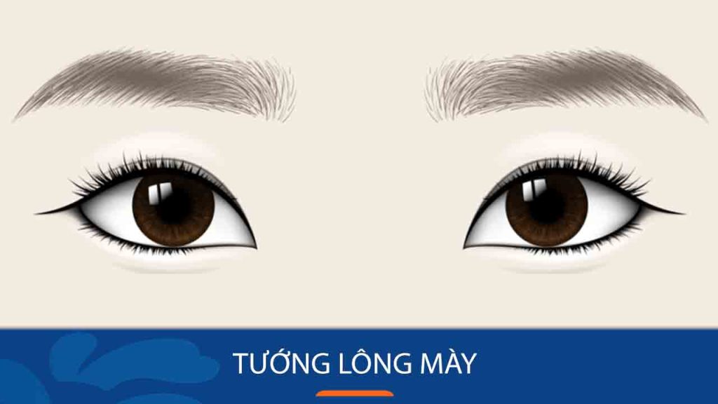 Bí Mật Xem Tướng Lông Mày Cho Vận Mệnh, Sự Nghiệp & Tình Duyên