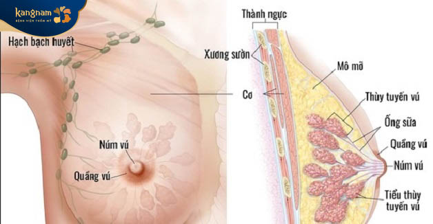 Vú phụ có cấu tạo bên ngoài giống như vú thường, bao gồm cả bầu vú và núm ti