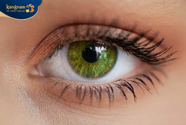 Màu mắt đẹp xanh lá cây Màu mắt này thường thấy ở những người gốc Ireland và Scotland