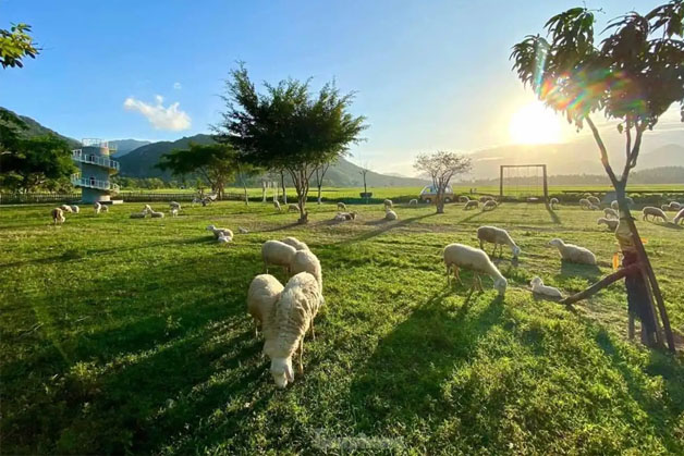 Cánh đồng nuôi cừu Yên Thành