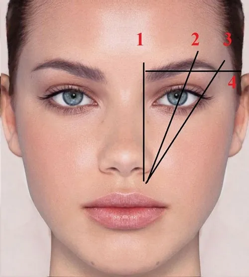 dáng lông mày cánh cung