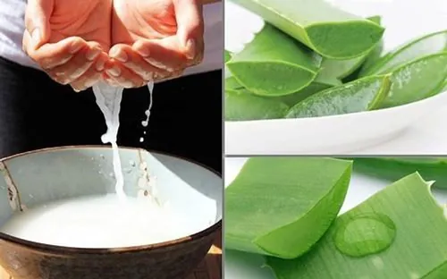 chữa rụng tóc bằng nha đam