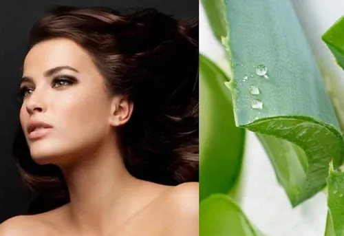 chăm sóc tóc bằng nha đam