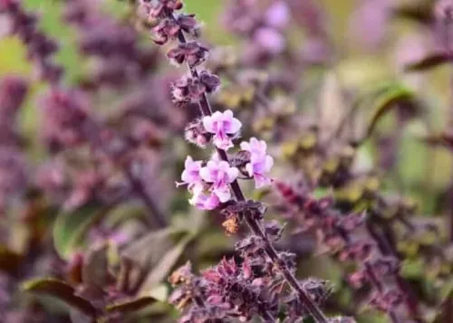 trị rụng tóc dứt điểm với hương nhu