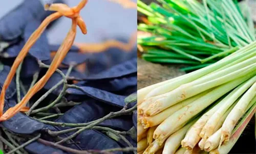 gội đầu bằng bồ kết và sả