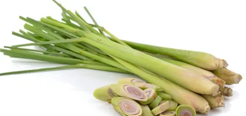 gội đầu bằng lá sả gội đầu bằng lá sả