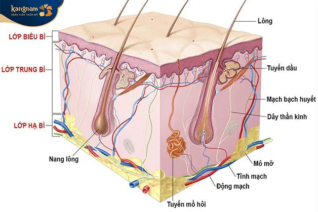 Triệt lông nách bằng Diode Laser giúp bạn sở hữu làn da sáng mịn không tì vết và đỡ mùi hôi