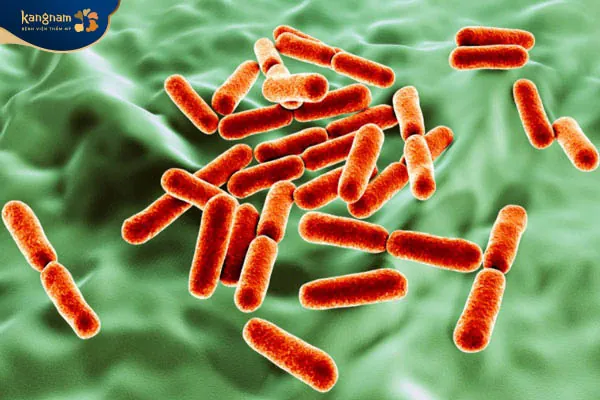 Vi khuẩn hình thành mụn