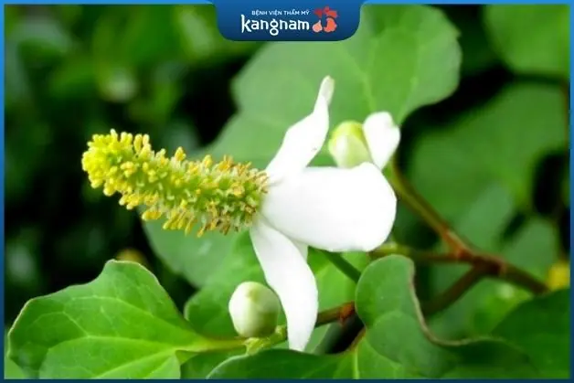 Ăn rau diếp cá sau khi cắt mí mắt