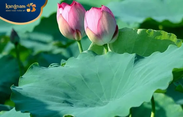 Lá sen trị mụn ở mông hiệu quả