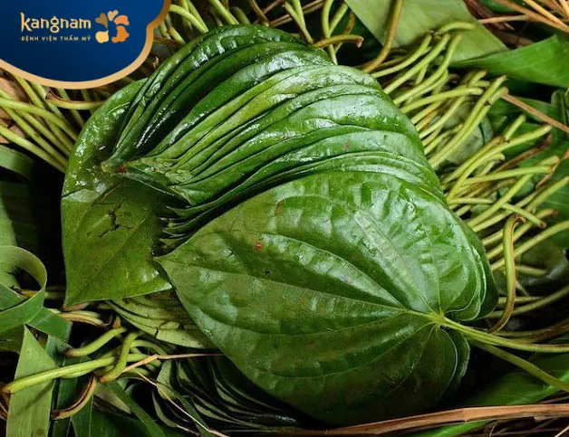 Lá trầu không có tính kháng viêm và kháng khuẩn cực tốt