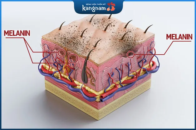 Lượng melanin tối màu nhiều hơn sẽ quyết định màu da