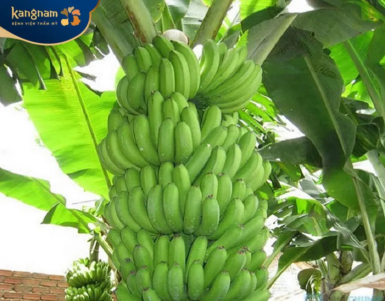Chuối xanh trị tàn nhang với nhiều công dụng tuyệt vời