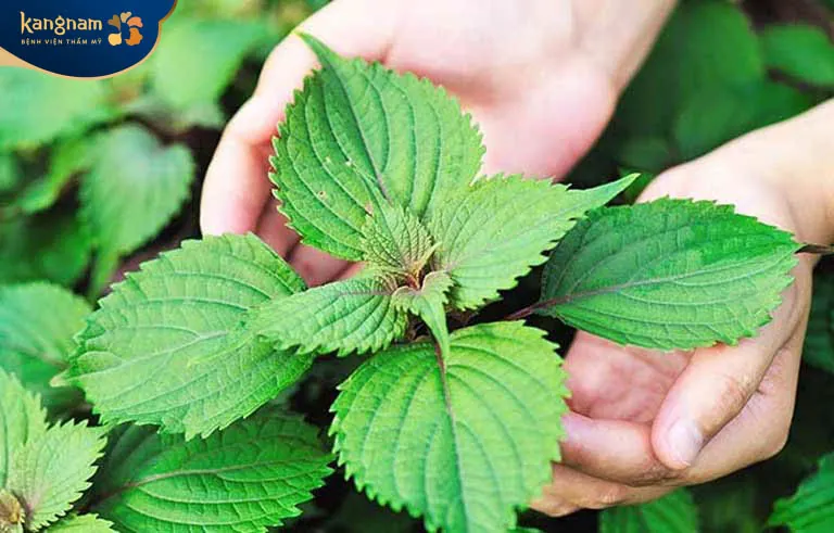 Trị mụn thịt bằng lá tía tô