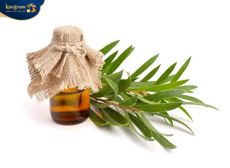Tinh dầu tràm trà công dụng trị mụn trứng cá an toàn