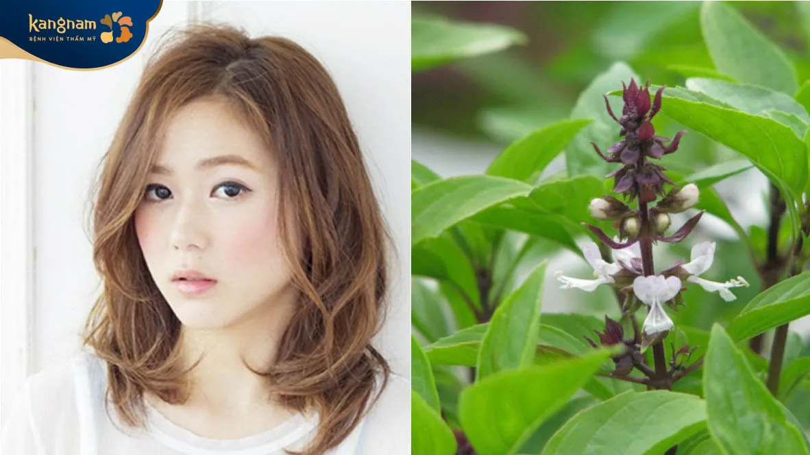 Lá húng quế phương pháp làm sạch mụn trứng cá tốt nhất