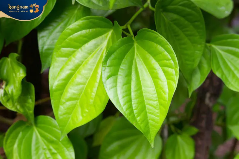 Trị nám với lá trầu không