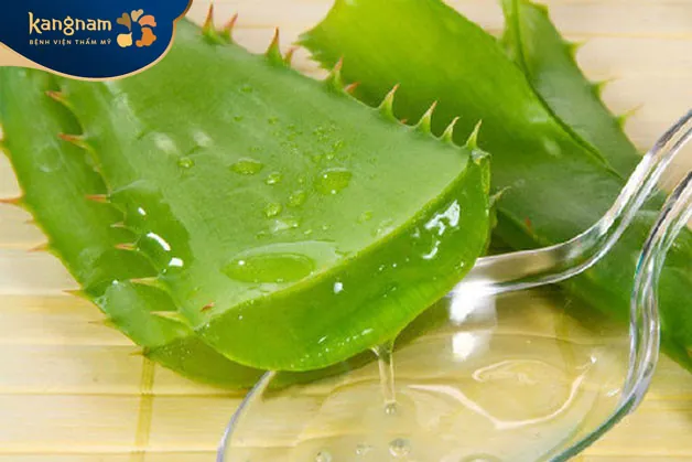 Nha đam có nhiều công dụng trong đó giúp làm mờ sẹo lồi