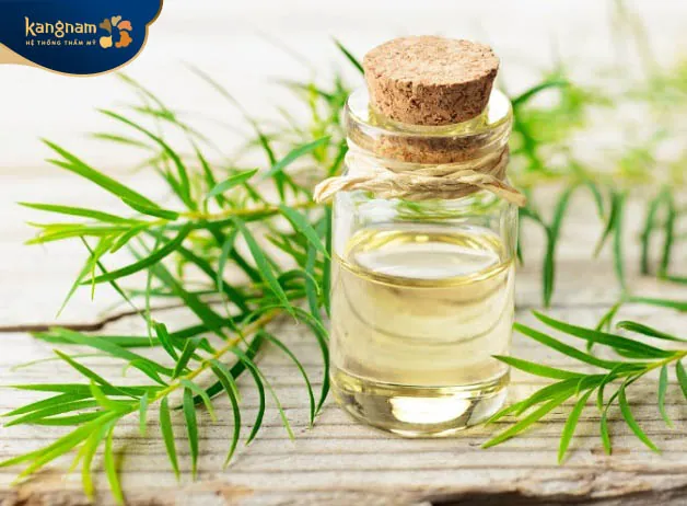 Dầu tràm trà mang đến tác dụng tốt trong trị mụn thịt